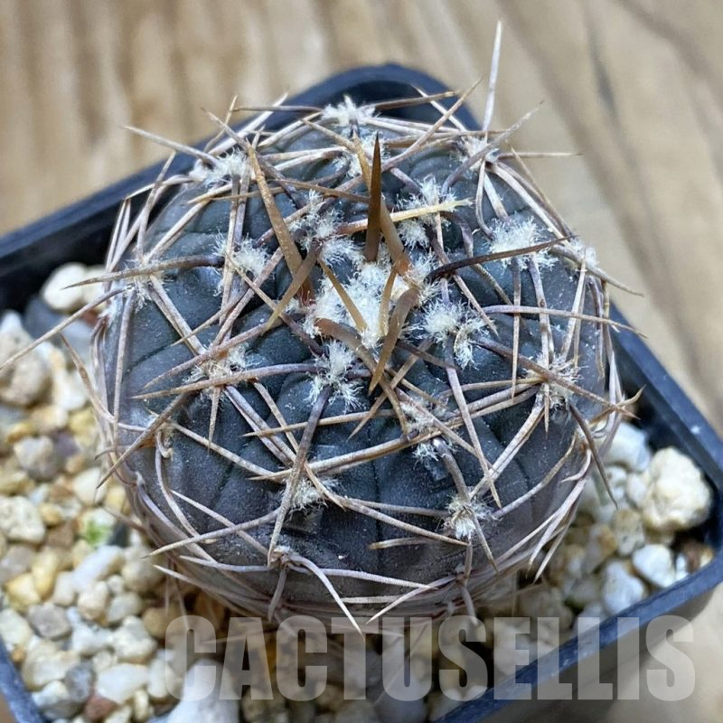 SH15165 Gymnocalycium borthii ssp. nogolense VG 411