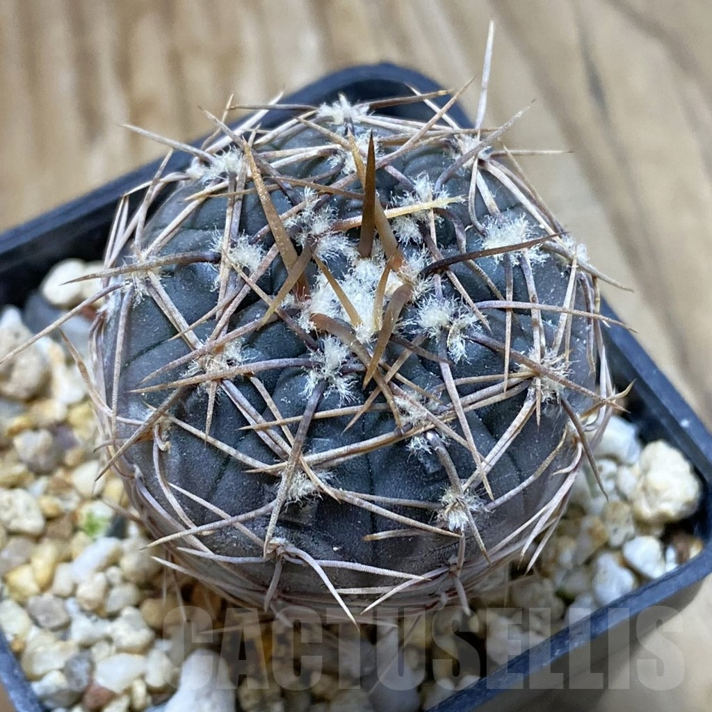 SH15165 Gymnocalycium borthii ssp. nogolense VG 411
