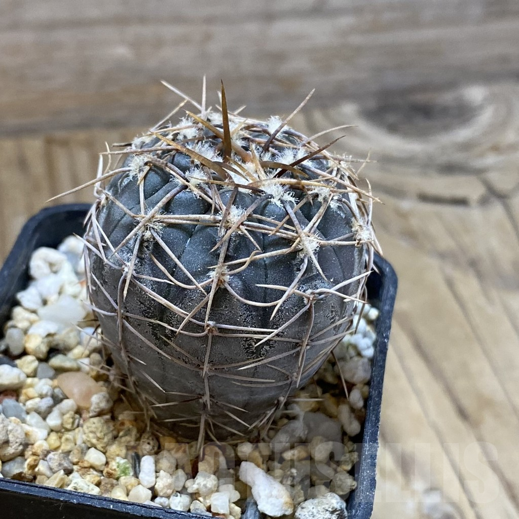 SH15165 Gymnocalycium borthii ssp. nogolense VG 411 - Image 2