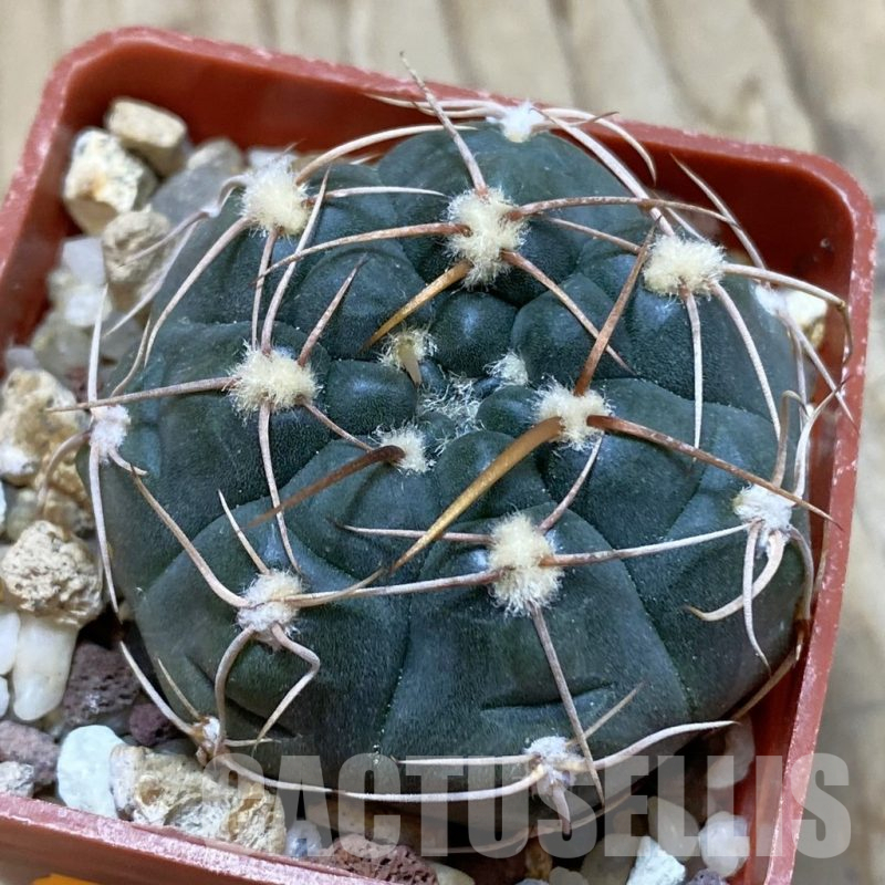 SH15167 Gymnocalycium kroenleinii