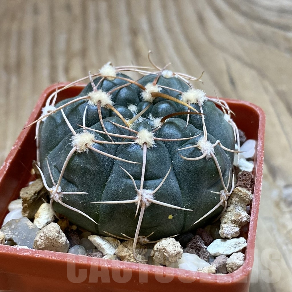 SH15167 Gymnocalycium kroenleinii - Obrázek 2