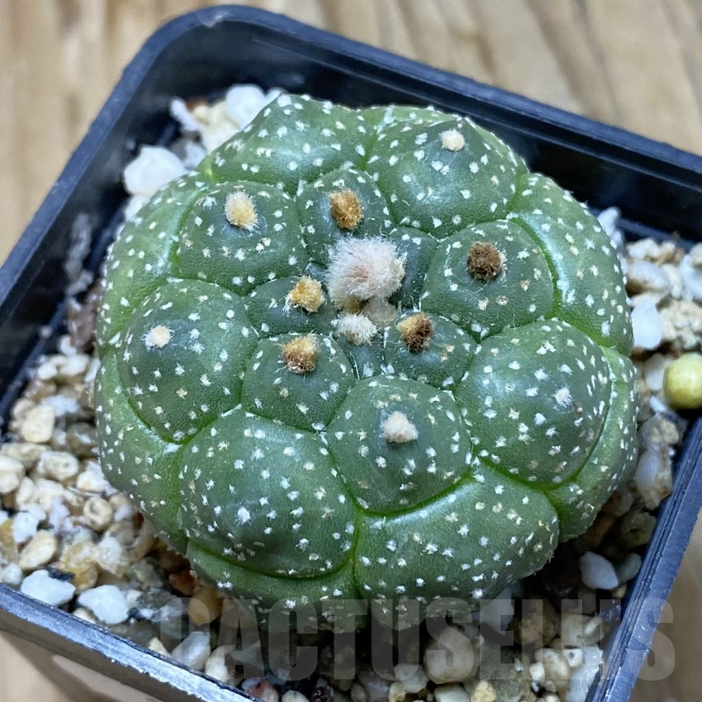 SH15122 Astrophytum asterias ‘Kikko’