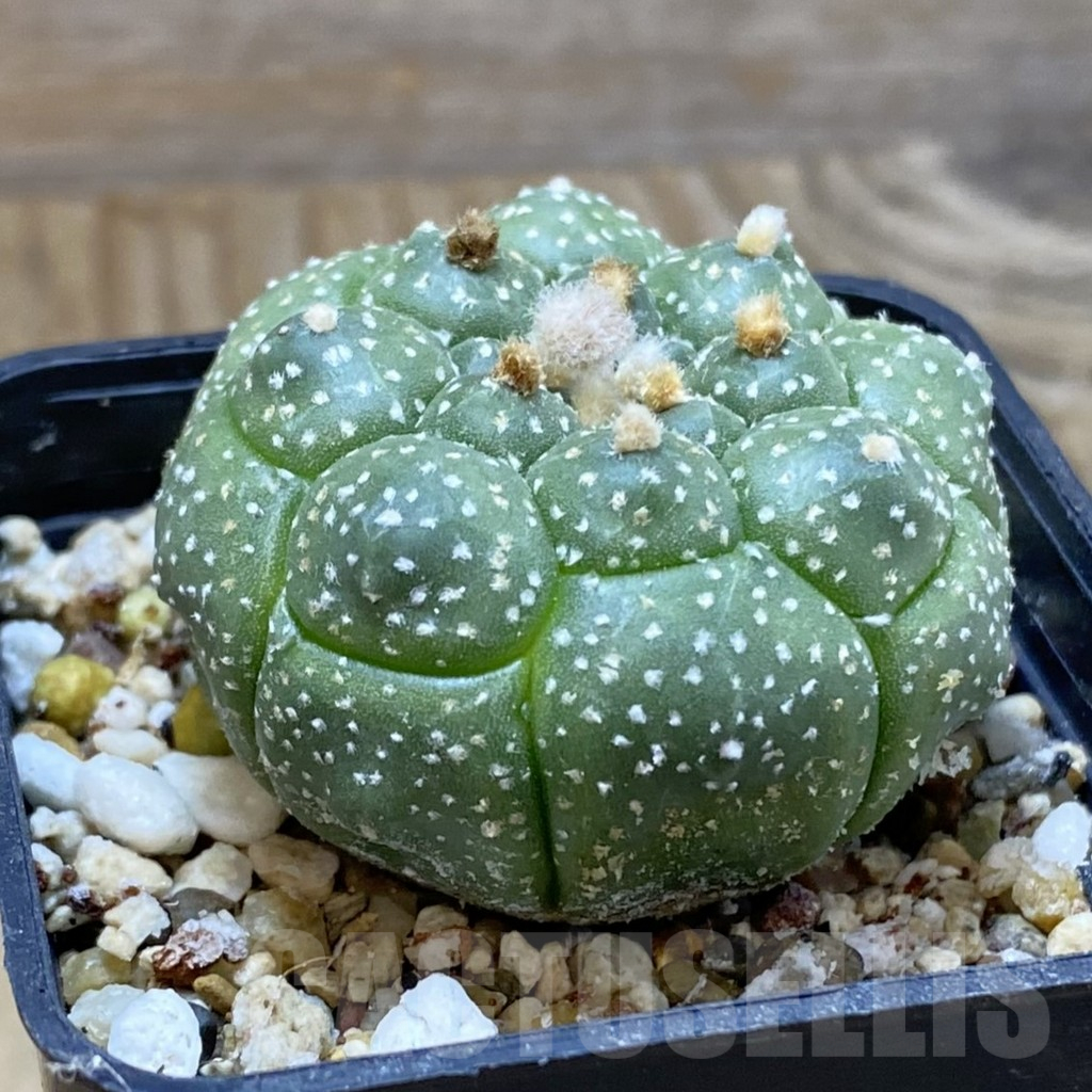 SH15122 Astrophytum asterias ‘Kikko’ - Зображення 2