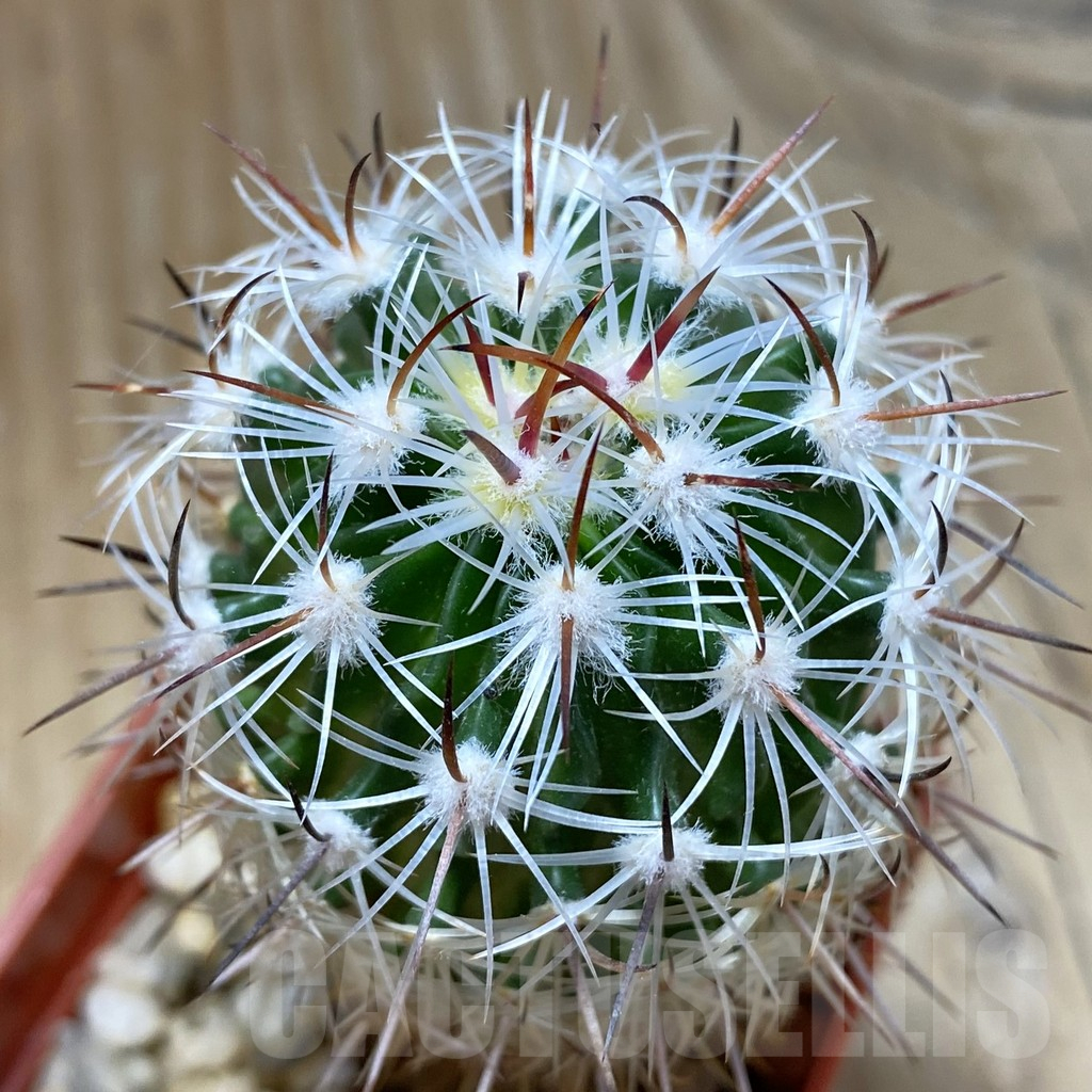 SH15135 Stenocactus zacatecasensis SB 18