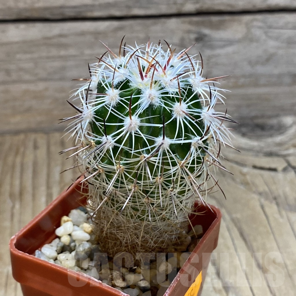 SH15135 Stenocactus zacatecasensis SB 18 - Image 2
