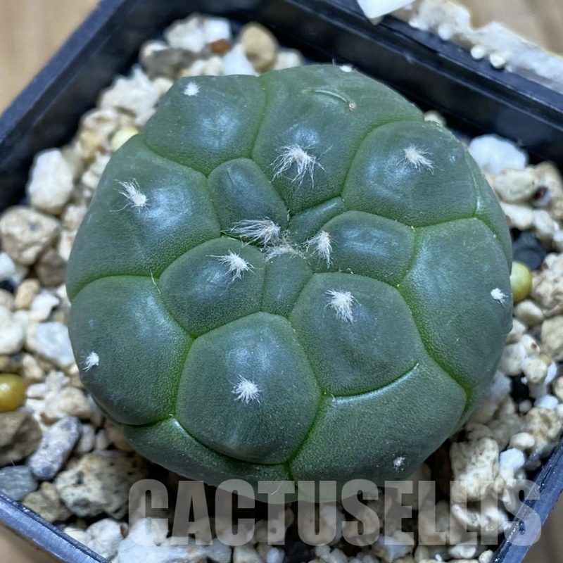 SH15139 Astrophytum asterias ‘Kikko’