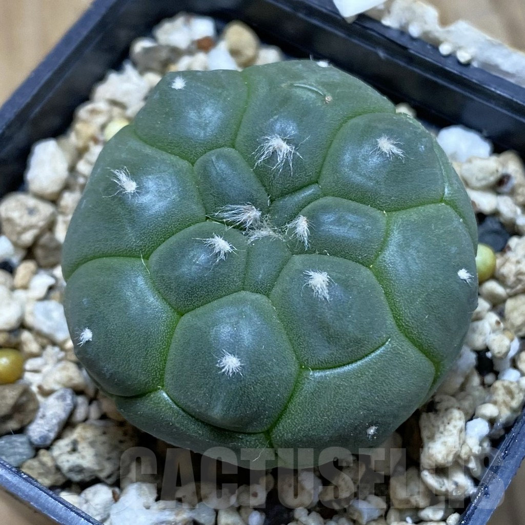 SH15139 Astrophytum asterias ‘Kikko’