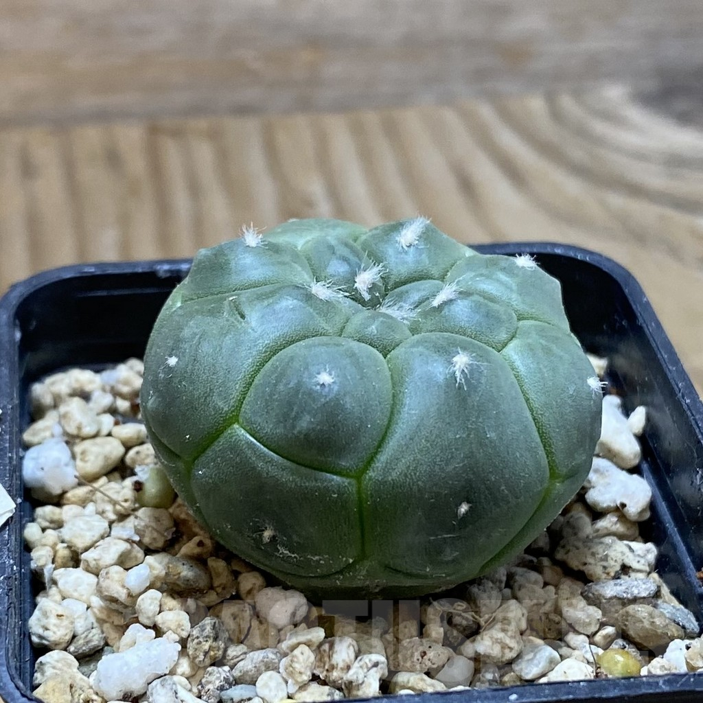 SH15139 Astrophytum asterias ‘Kikko’ - Image 2