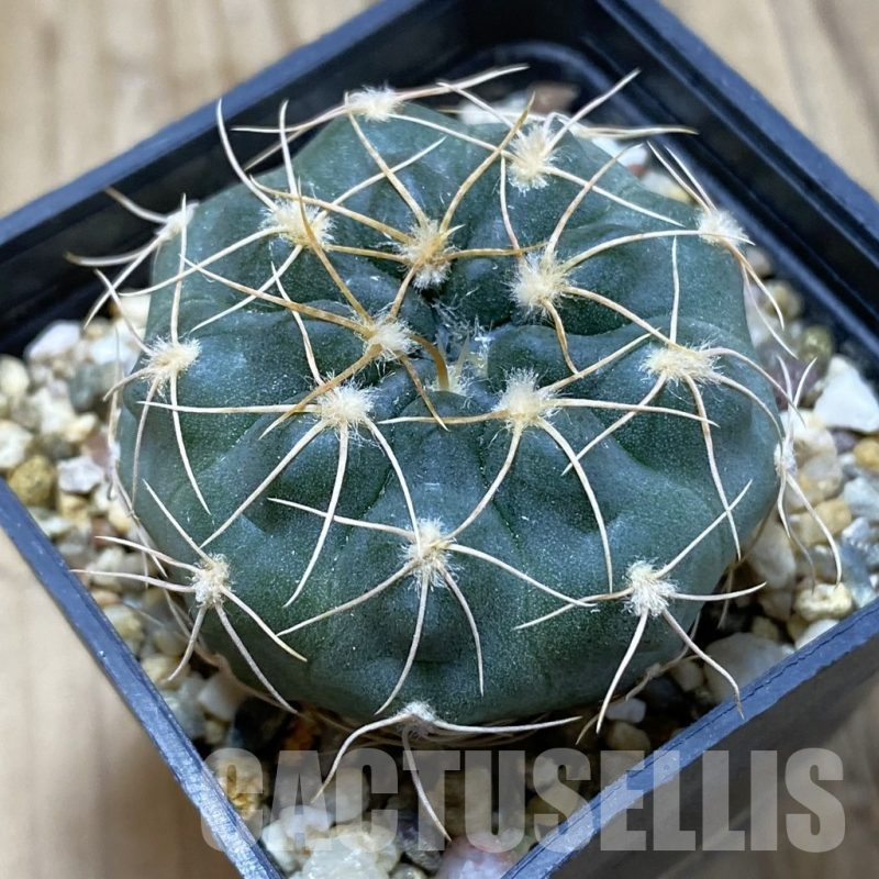 SH15141 Gymnocalycium capillaense VOS 10-744