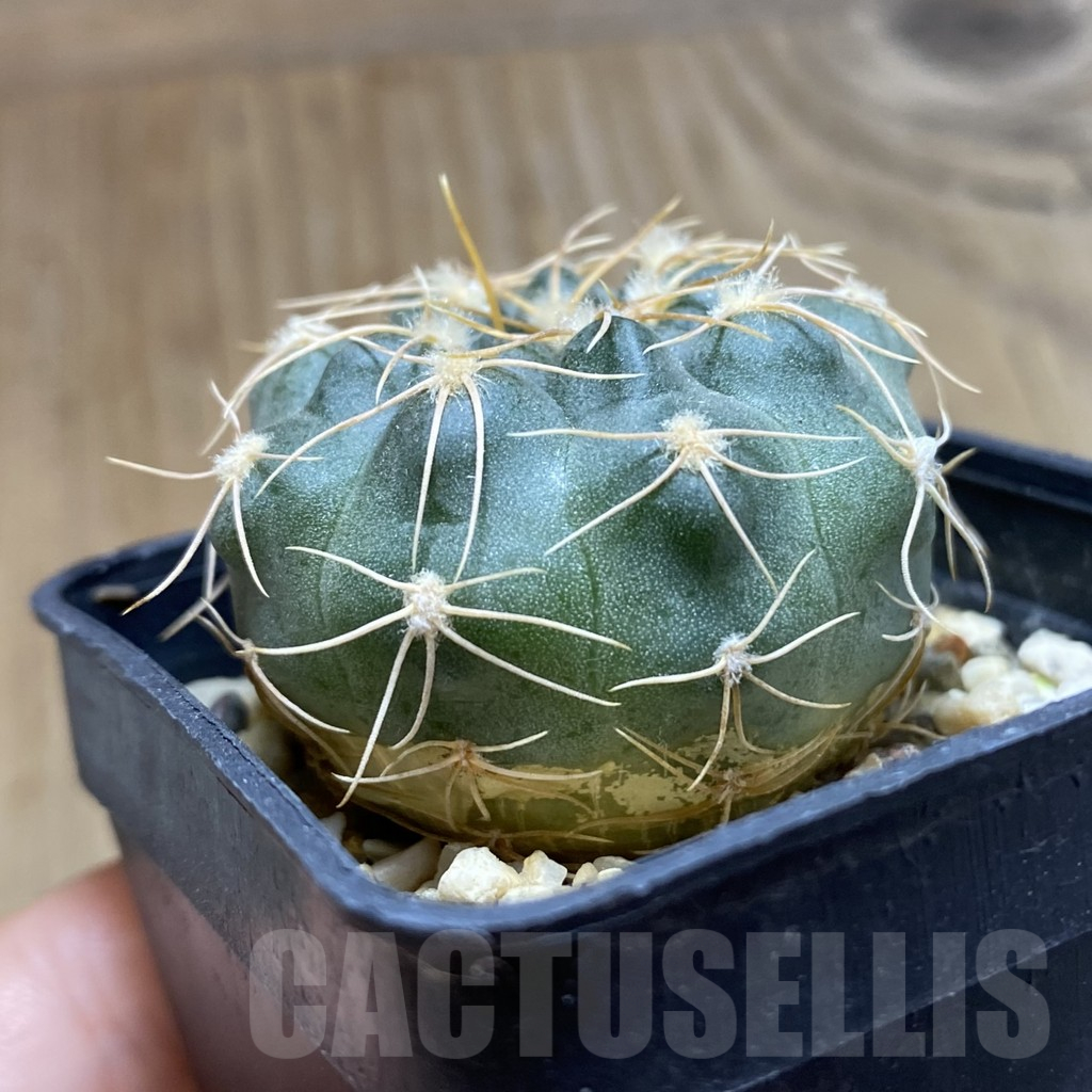 SH15141 Gymnocalycium capillaense VOS 10-744 - immagine 2