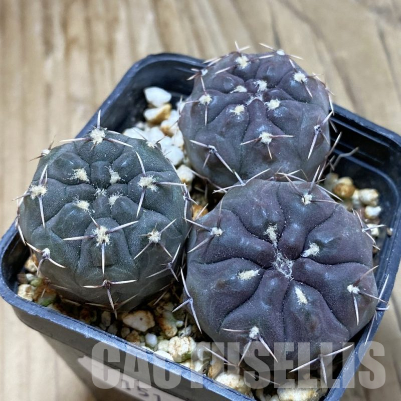 SH15143 Gymnocalycium gibbosum ssp. ferox WP 54-67, 3 plants