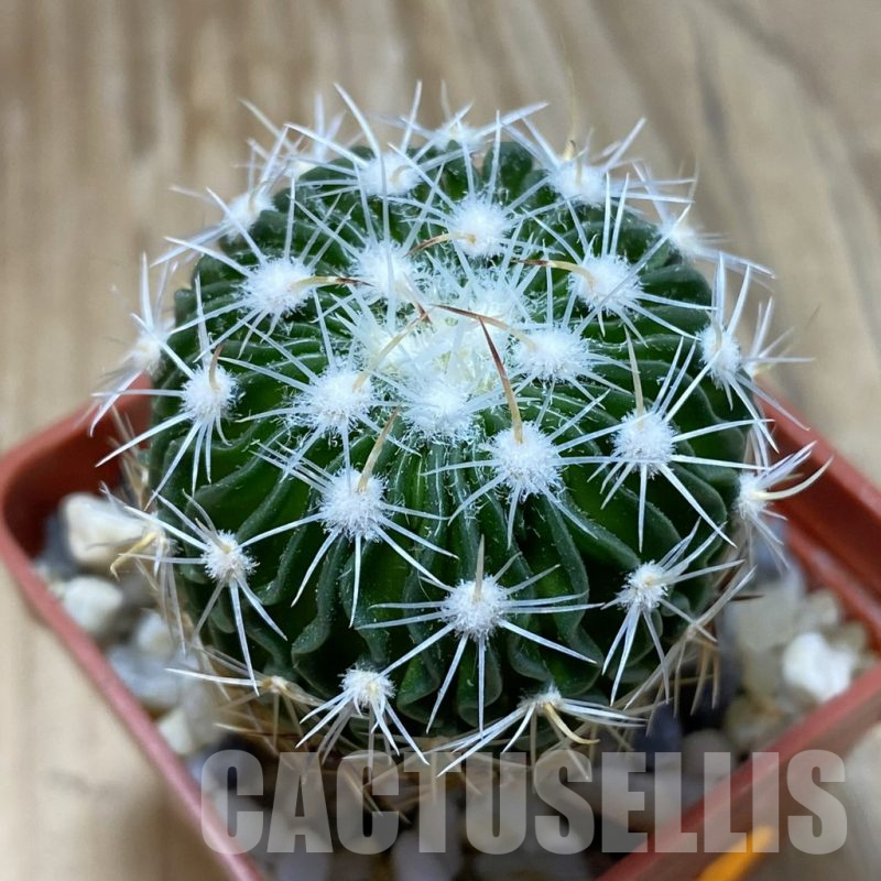 SH15144 Echinofossulocactus multicostatus SB 1147, 150-ribs
