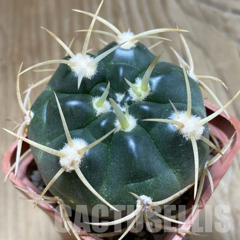 SH15148 Gymnocalycium multiflorum