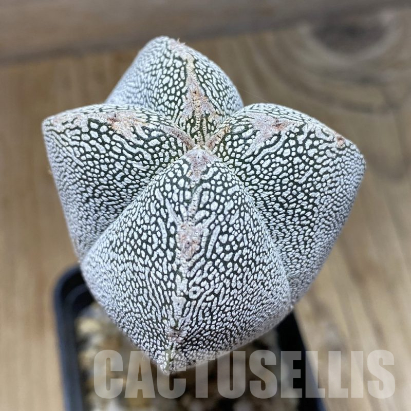 SH15237 Astrophytum myriostigma ‘Onzuka’