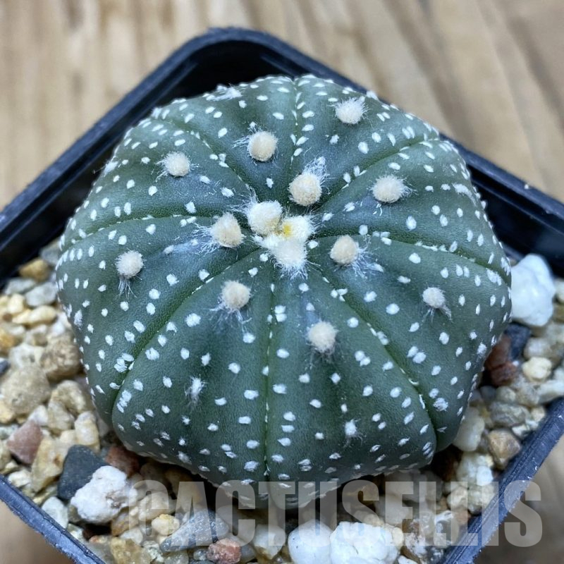 SH15239 Astrophytum asterias ‘Star Shape’