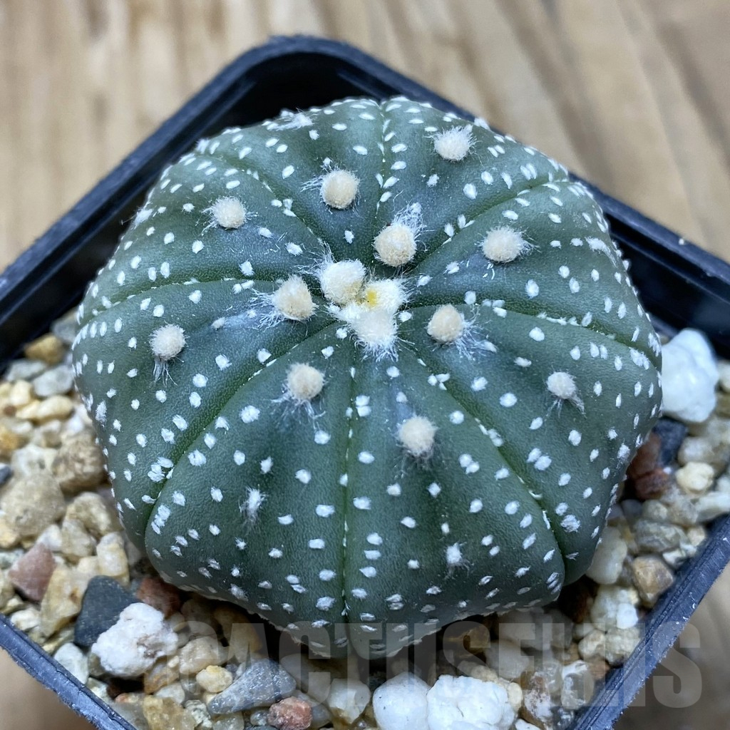 SH15239 Astrophytum asterias ‘Star Shape’