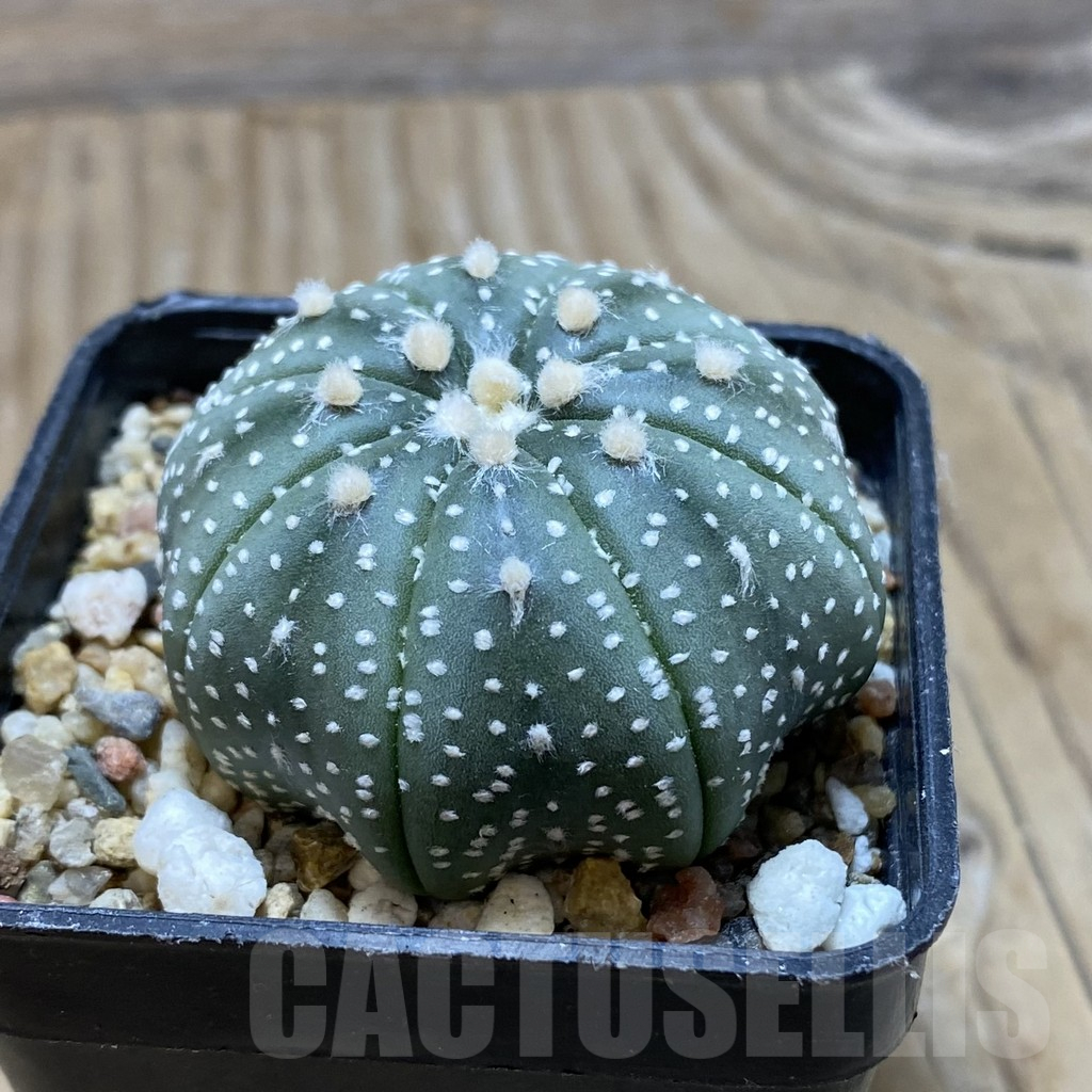 SH15239 Astrophytum asterias ‘Star Shape’ - Image 2