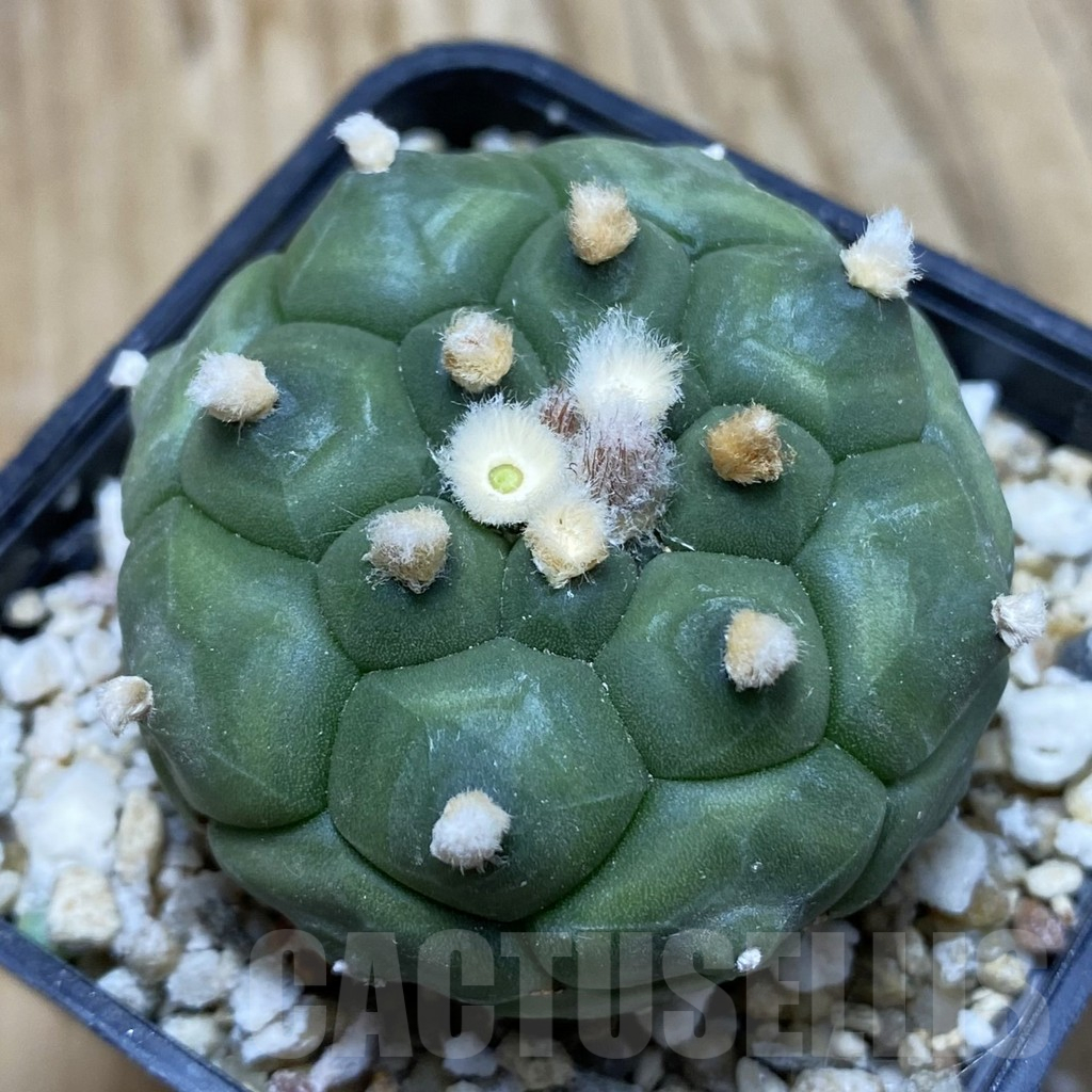 SH15244 Astrophytum asterias ‘Kikko’