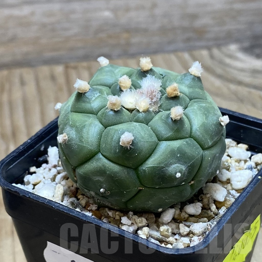 SH15244 Astrophytum asterias ‘Kikko’ - 画像 (2)