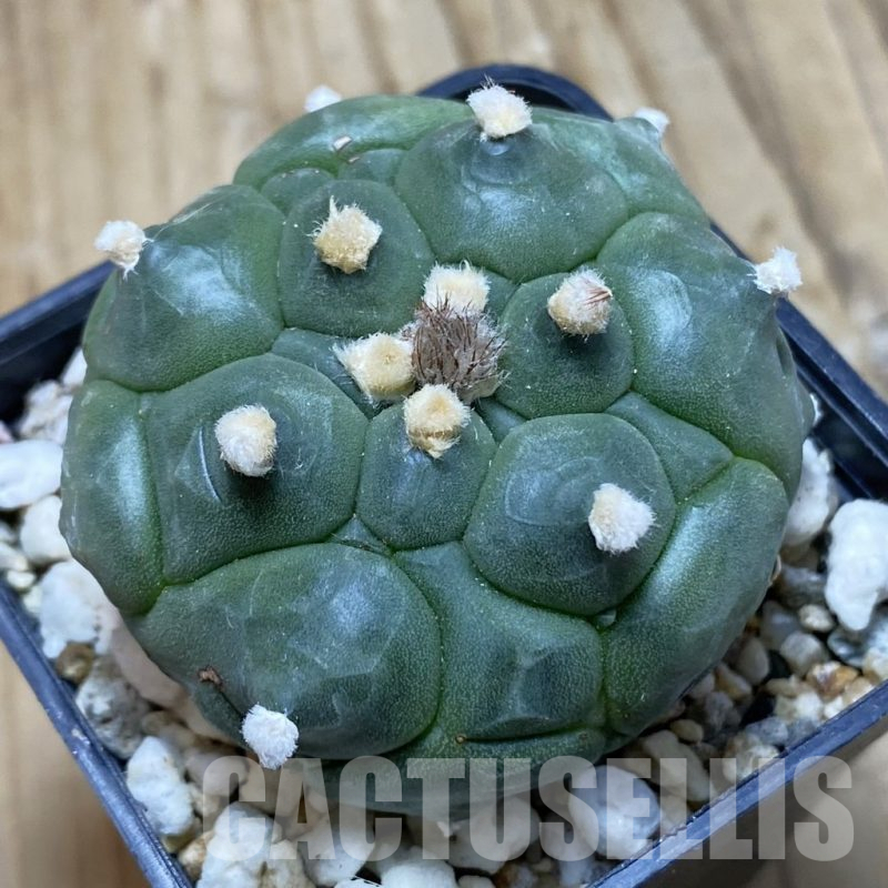 SH15245 Astrophytum asterias ‘Kikko’
