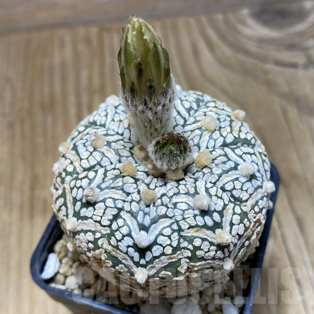 SH15248 Astrophytum asterias ‘Super Kabuto’ V-type