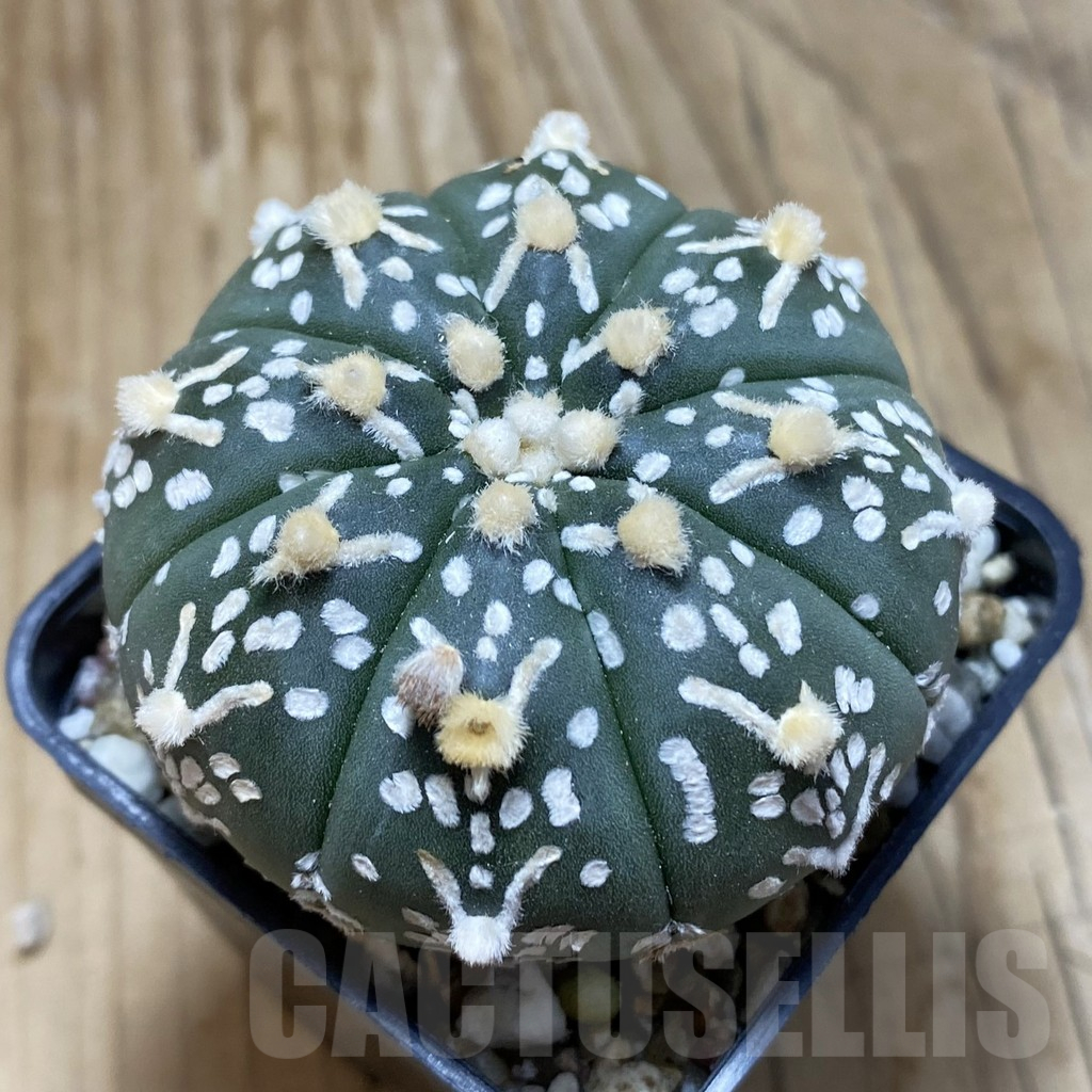 SH15249 Astrophytum asterias ‘Super Kabuto’ V-type f. nudum