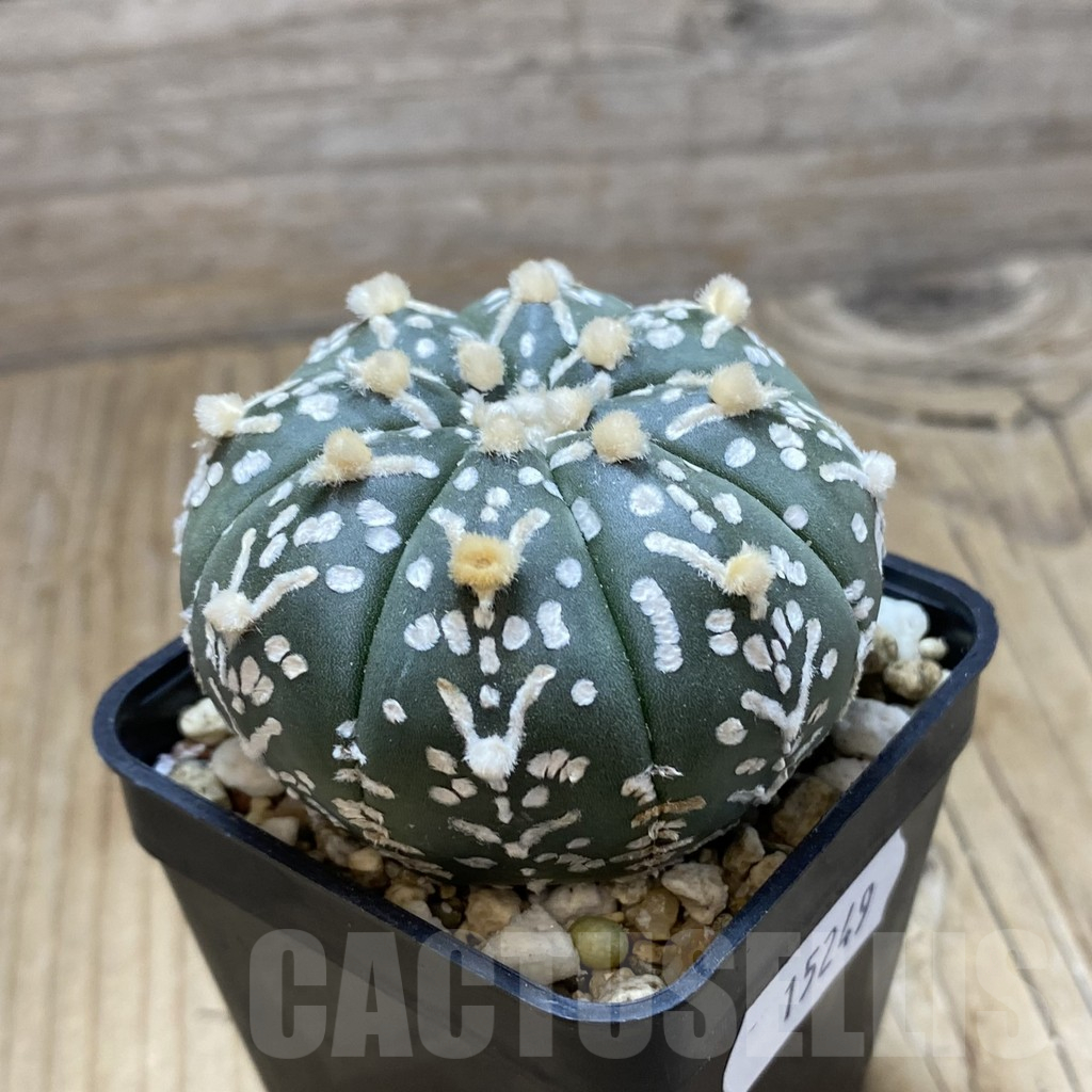 SH15249 Astrophytum asterias ‘Super Kabuto’ V-type f. nudum - Image 2