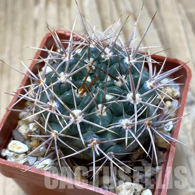 SH15427 Gymnocalycium neuhuberi -braun spines-