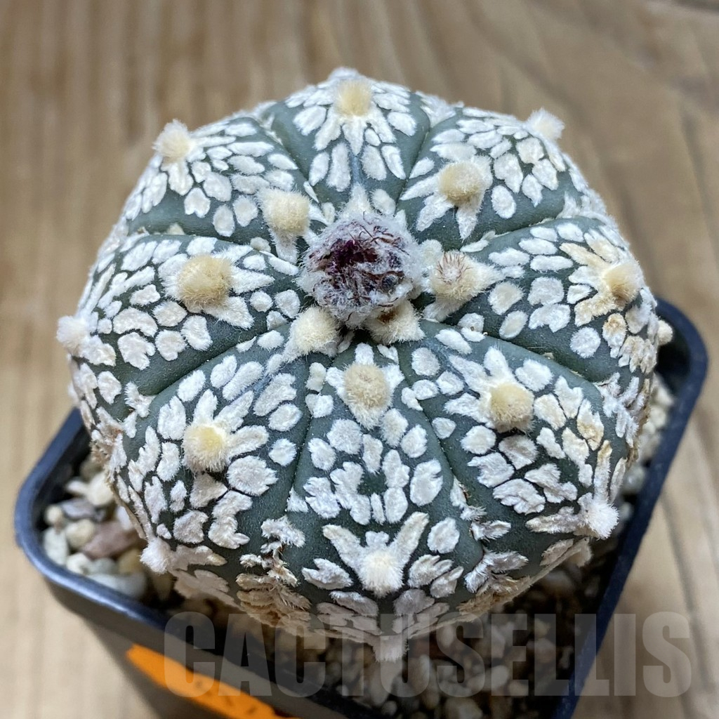 SH15432 Astrophytum asterias ‘Super Kabuto’ V-type