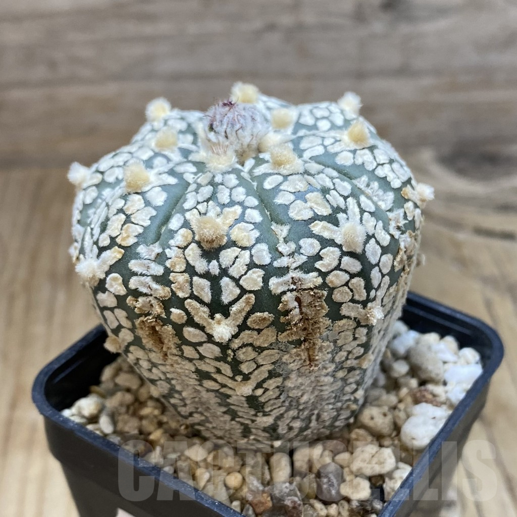 SH15432 Astrophytum asterias ‘Super Kabuto’ V-type - Image 2