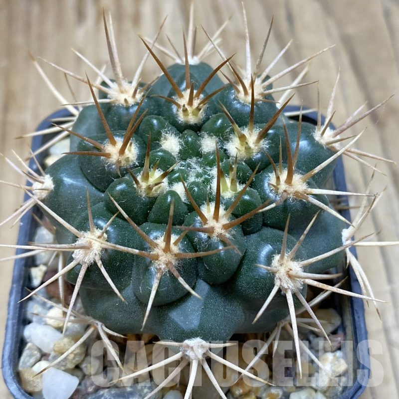 SH15412 Gymnocalycium neuhuberi -yellow spines-