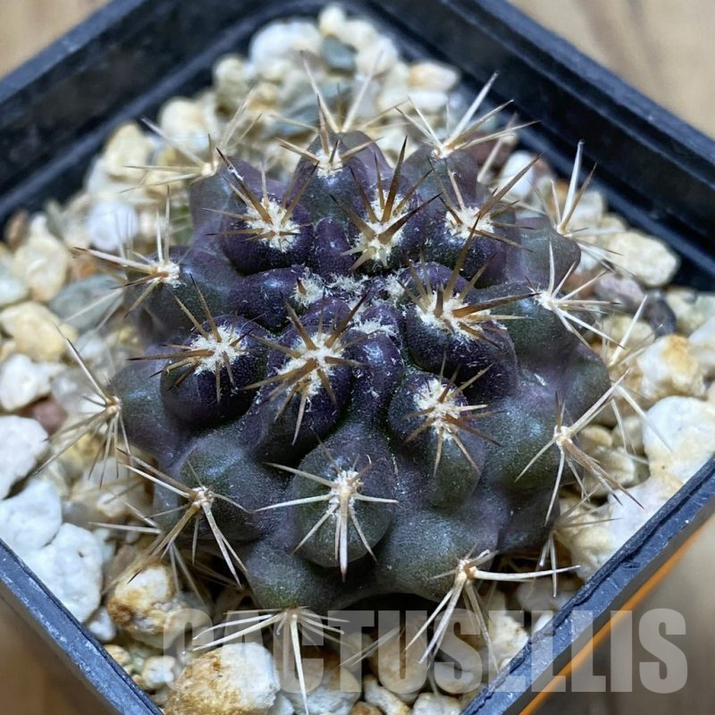 SH15438 Neoporteria curvispina ex M.G. 1030.741