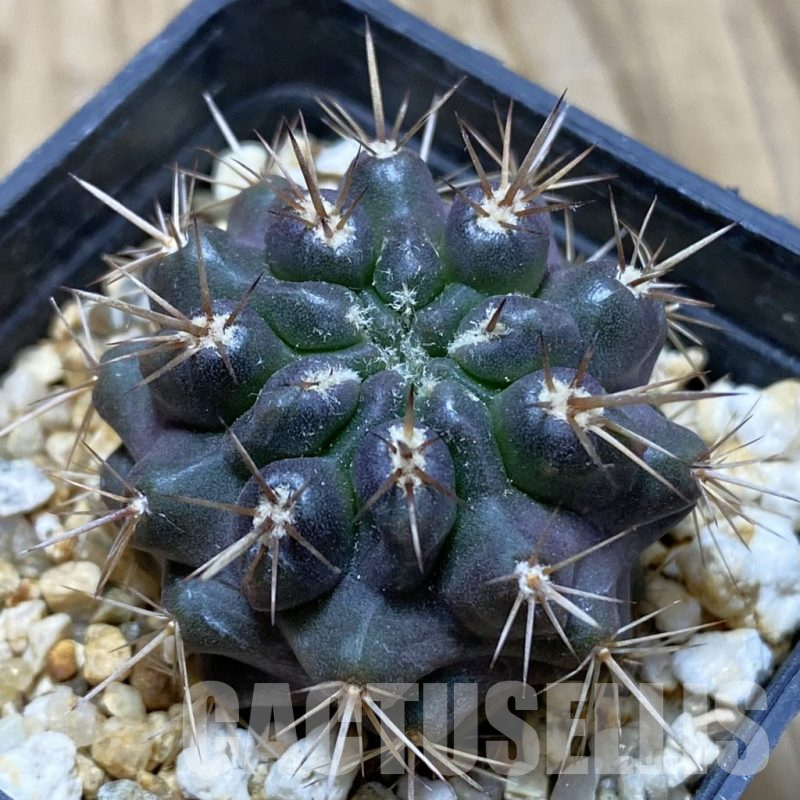 SH15439 Neoporteria curvispina ex M.G. 1030.741
