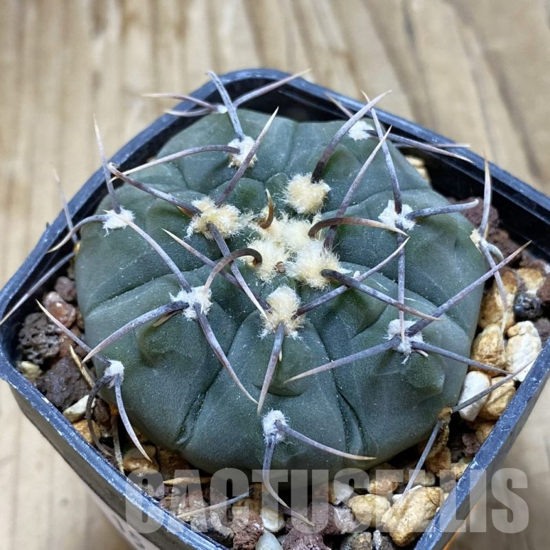 SH15441 Gymnocalycium vatteri v. altautinense