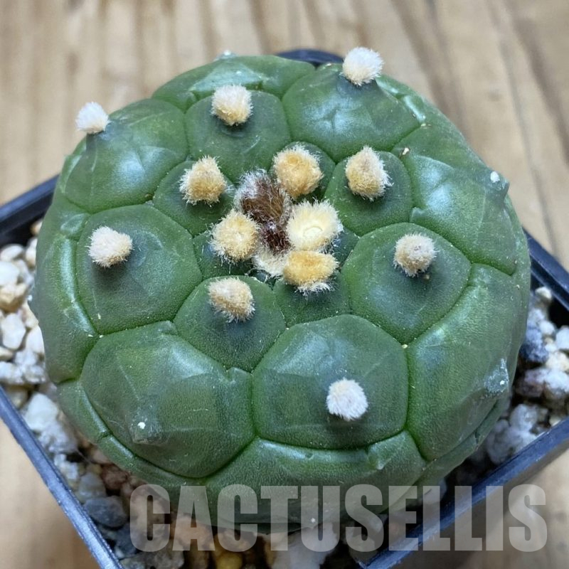 SH15442 Astrophytum asterias ‘Kikko’
