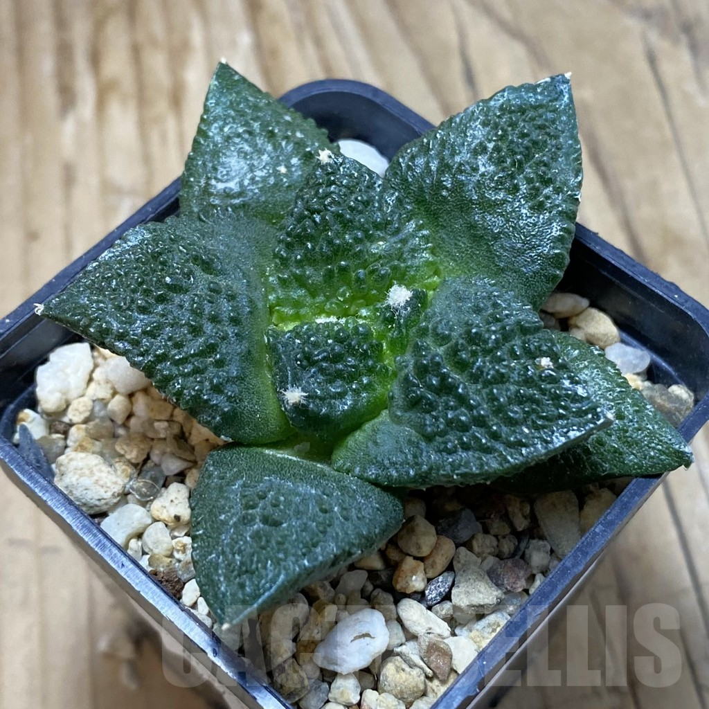 SH16713 Ariocarpus fissuratus 'Godzilla' hybrid, seedling