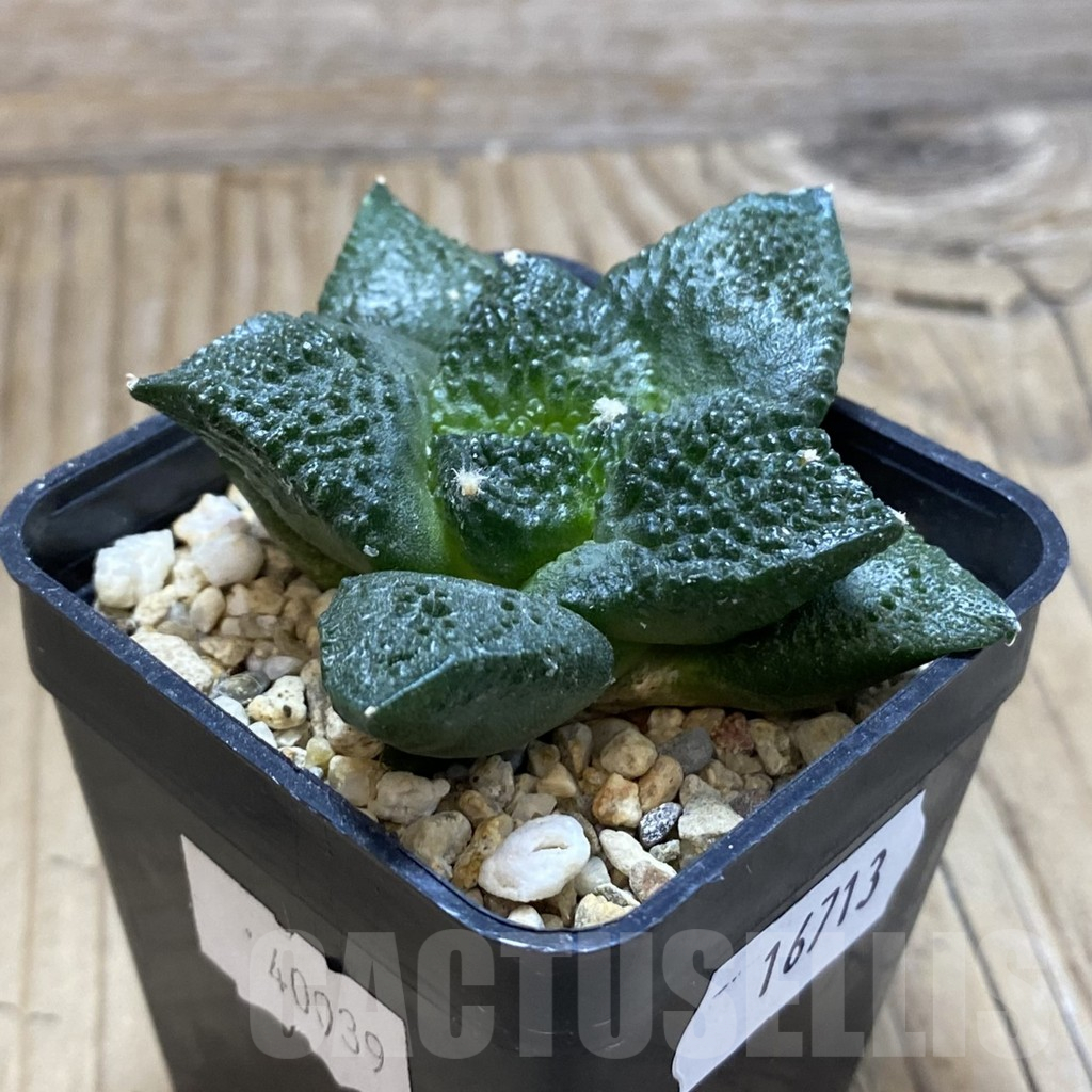 SH16713 Ariocarpus fissuratus 'Godzilla' hybrid, seedling - Image 2