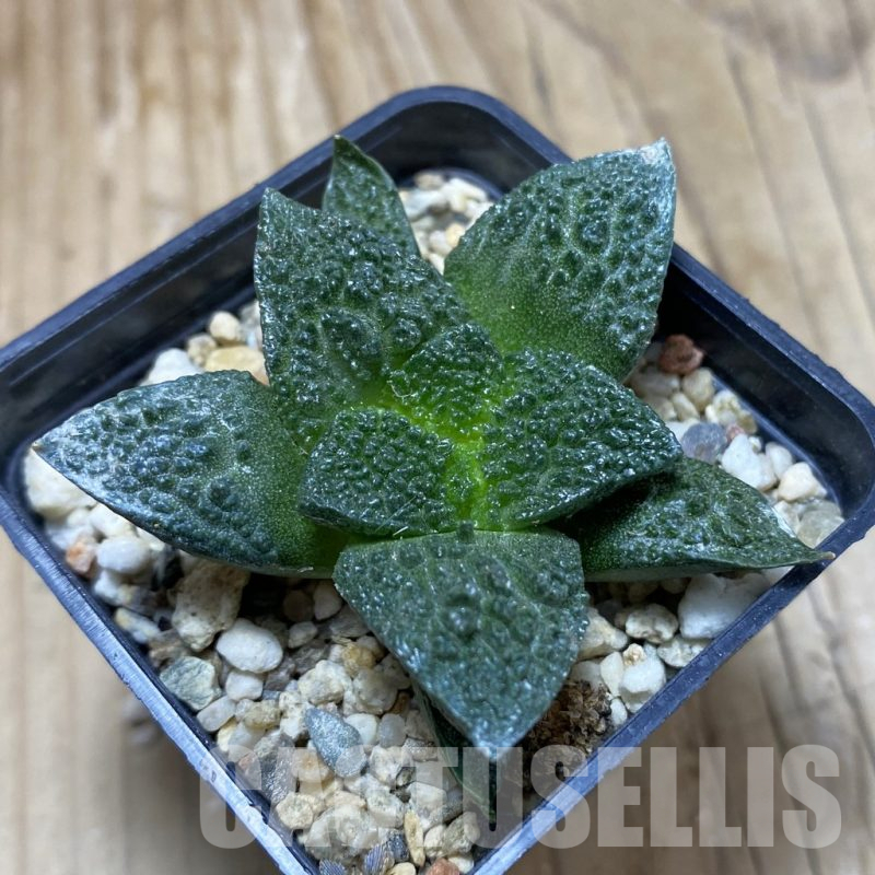 SH16714 Ariocarpus fissuratus 'Godzilla' hybrid, seedling