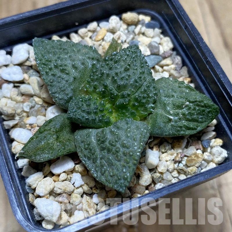 SH16716 Ariocarpus fissuratus 'Godzilla' hybrid, seedling