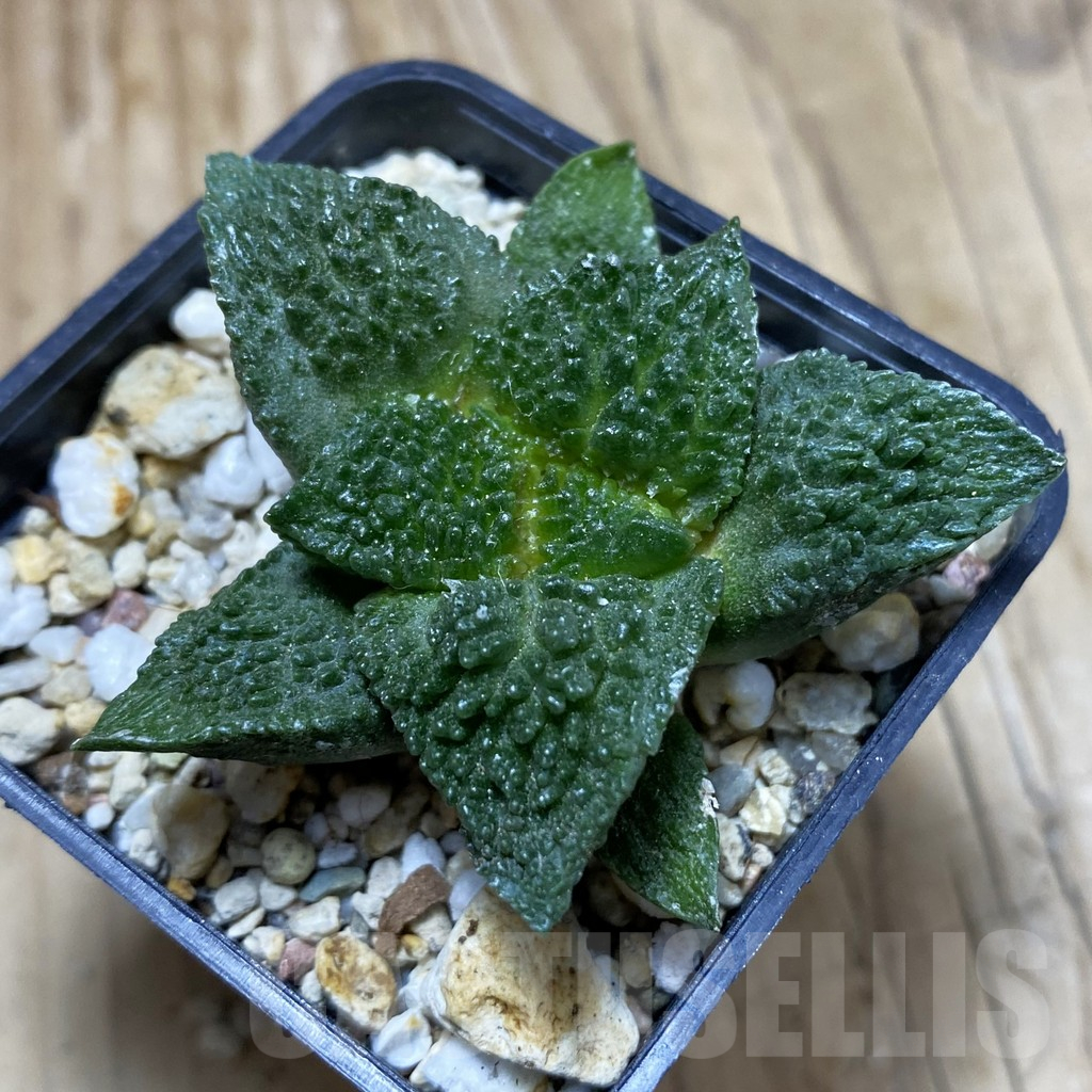 SH16718 Ariocarpus fissuratus 'Godzilla' hybrid, seedling