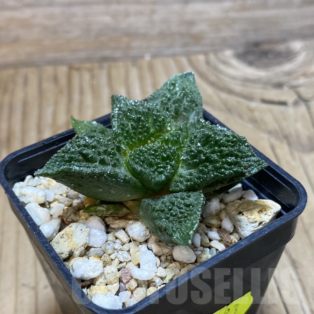 SH16718 Ariocarpus fissuratus 'Godzilla' hybrid, seedling - Image 2