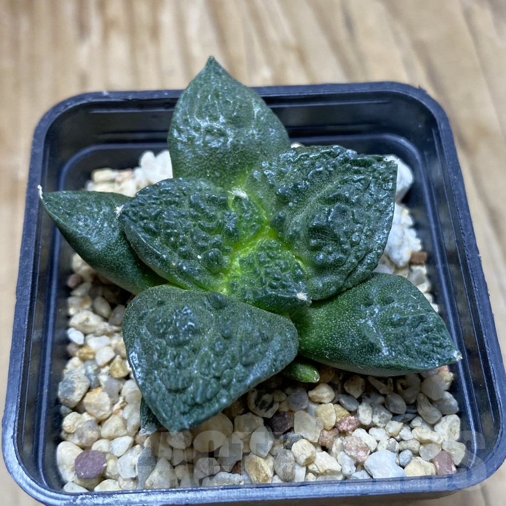 SH16719 Ariocarpus fissuratus 'Godzilla' hybrid, seedling