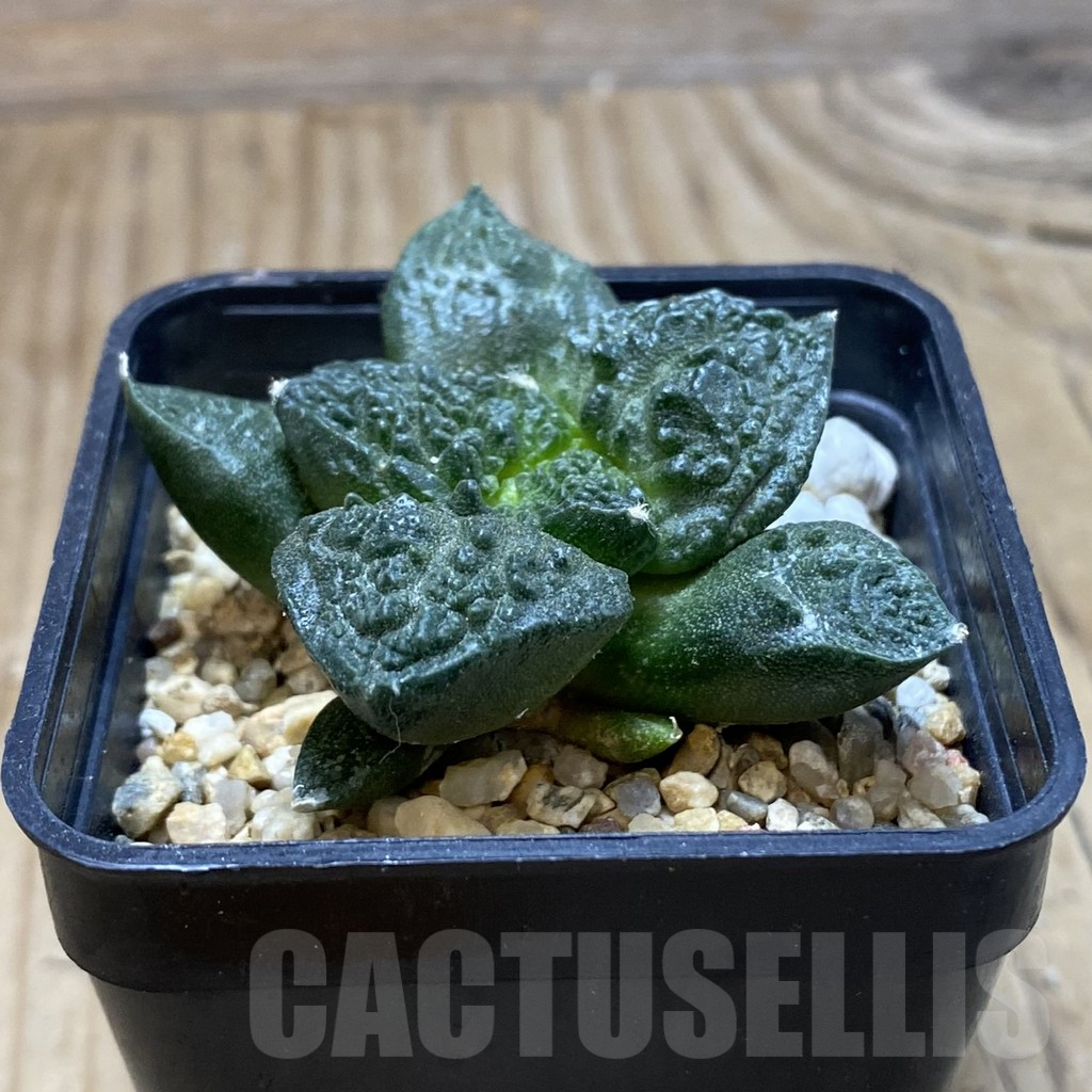 SH16719 Ariocarpus fissuratus 'Godzilla' hybrid, seedling - immagine 2