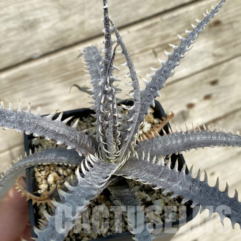 ディッキア Dyckia Code NW-26 Bill Baker ⑹ ディッキア Dyckia Code