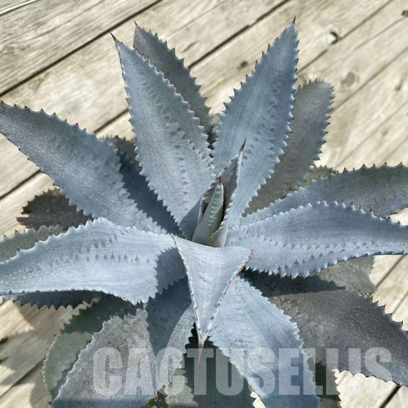 SH17851 Mangave 'Silver Fox'