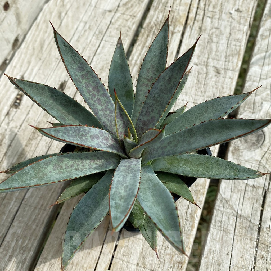 SH17834 Mangave ‘Bloodspot’ - Image 3