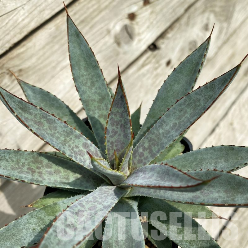 SH17834 Mangave ‘Bloodspot’