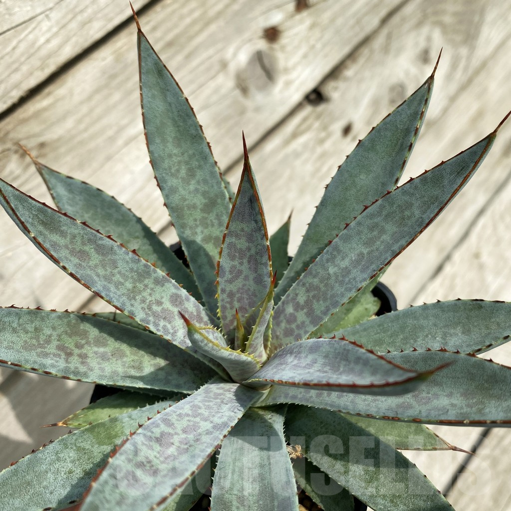 SH17834 Mangave ‘Bloodspot’