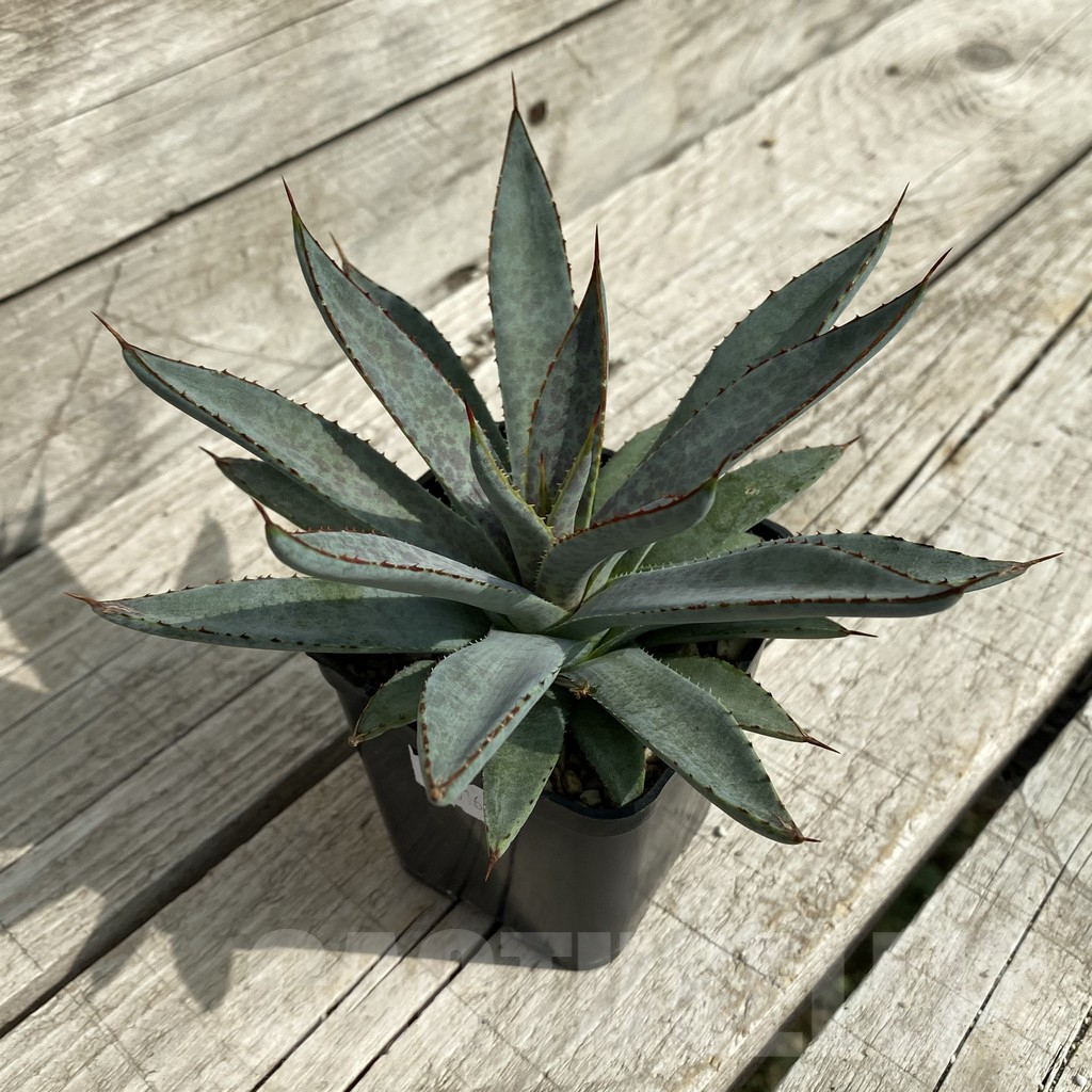 SH17834 Mangave ‘Bloodspot’ - Image 2