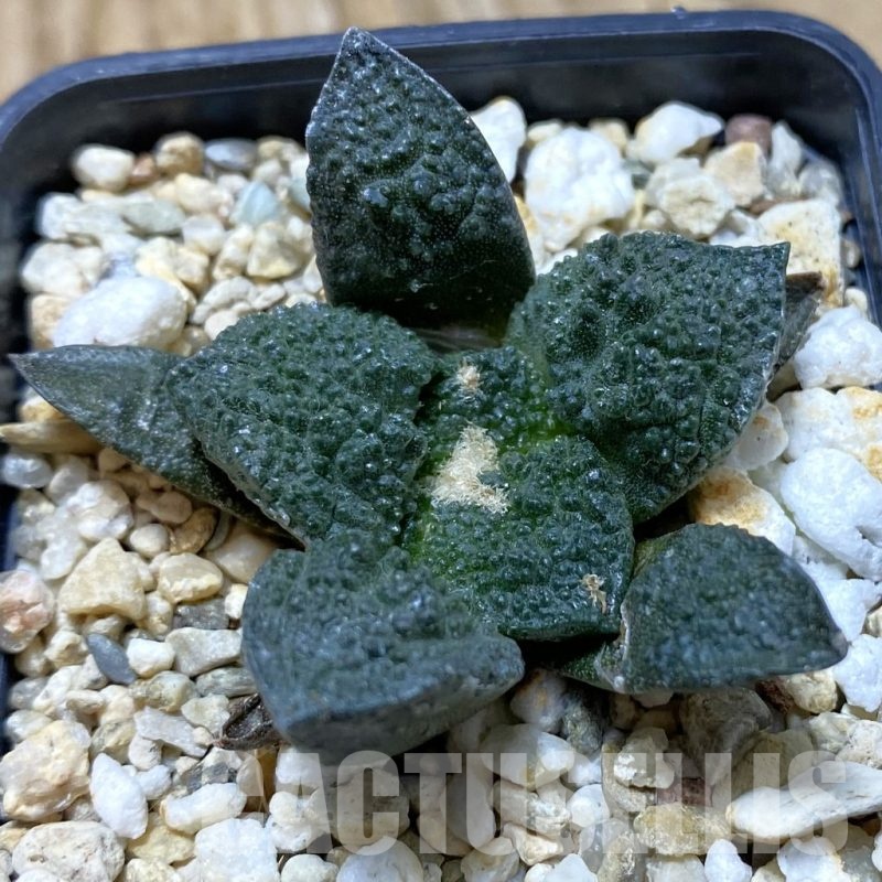 SH20819 Ariocarpus fissuratus 'Godzilla' hybrid, seedling